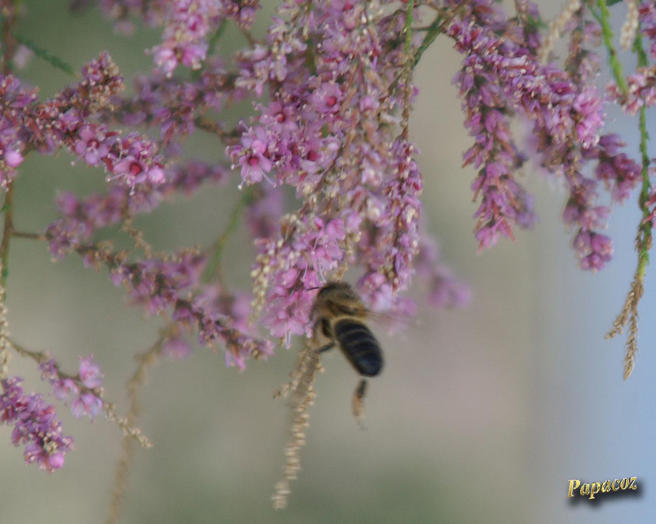 abeille.jpg